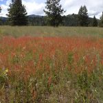 Autumn Meadow